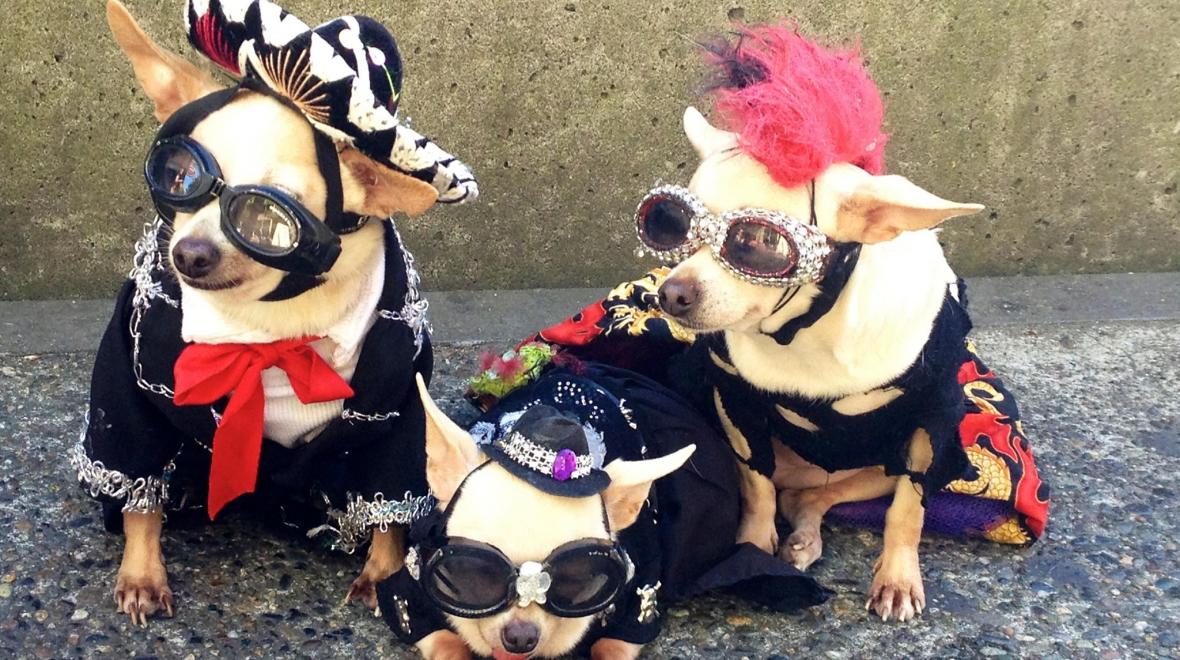 Virtual Pet Parade Seattle Area Family Fun Calendar ParentMap